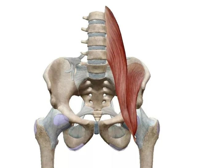 腰疼大腿根痛是时候关心一下髂腰肌了