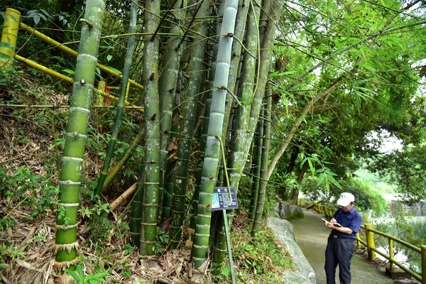 肇庆广宁有个景区,郑板桥在这里安家,石笔写出了满山竹诗篇