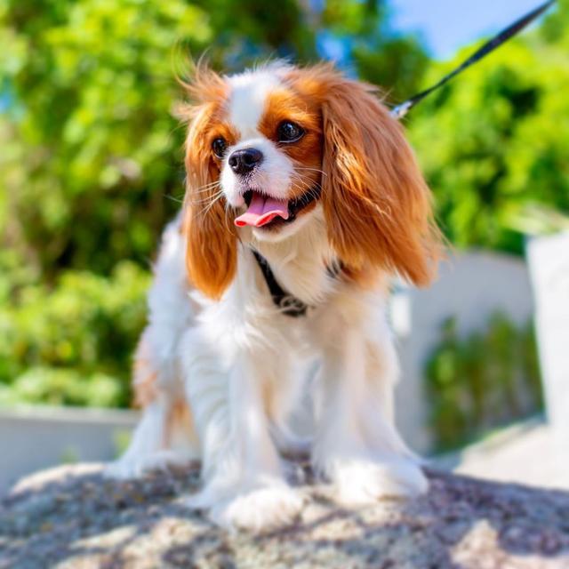 如此漂亮迷人的查理王小猎犬,你有见过吗?