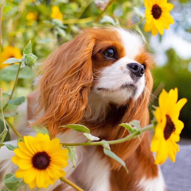 如此漂亮迷人的查理王小猎犬,你有见过吗?
