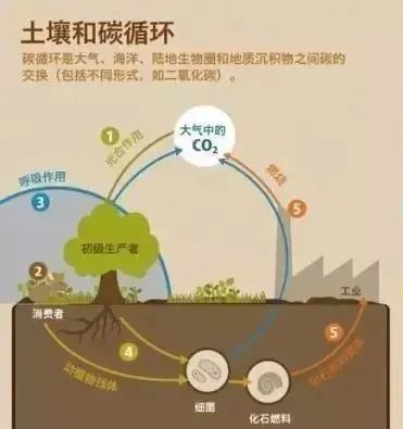 土壤为人类提供生存空间和重要的生态系统服务,土壤储存和过滤水,改善