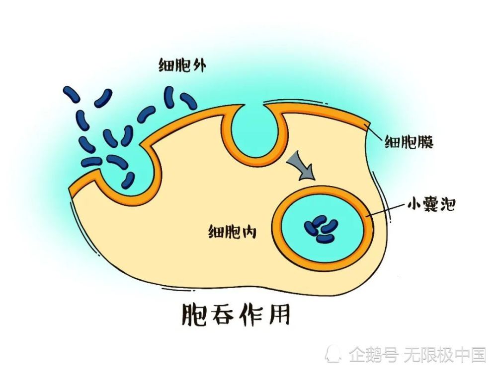 胞吞吸收