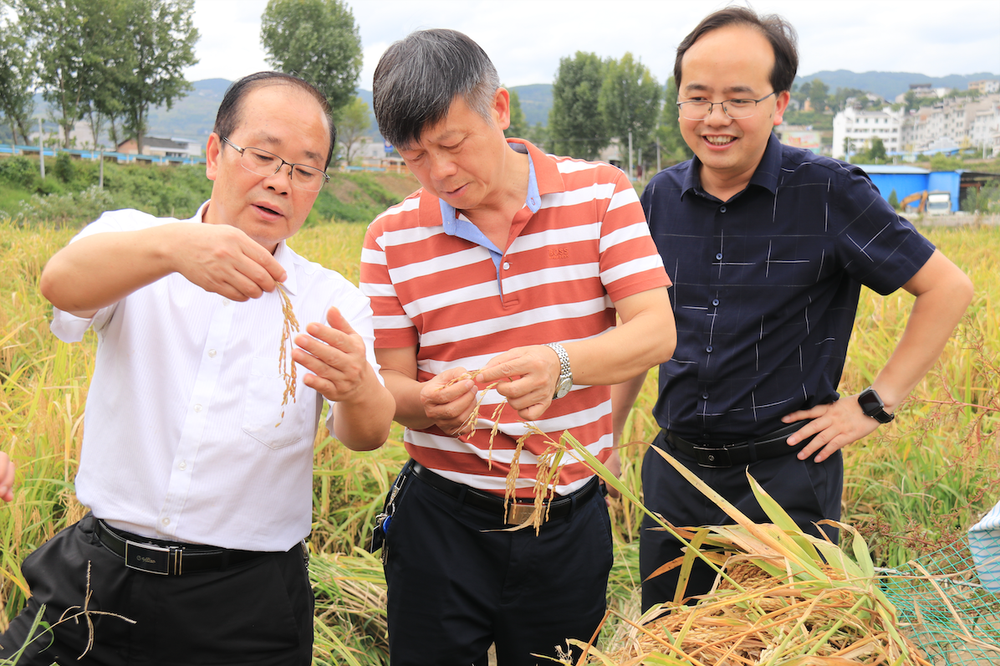 副州长吴坦到黄平县指导秋粮抢收工作