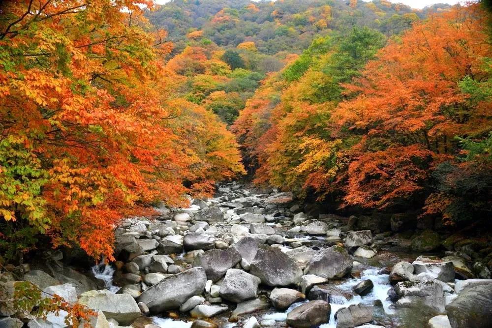 中国红叶的摄影殿堂,就在四川光雾山!