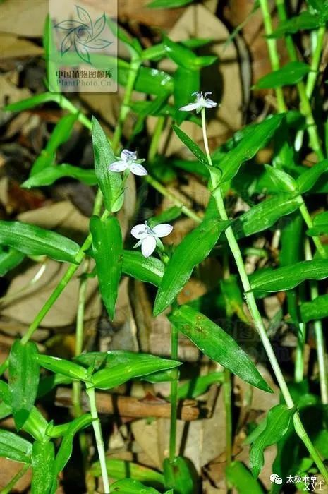 【原形态】 水竹叶,一年生草本.高10-30cm.