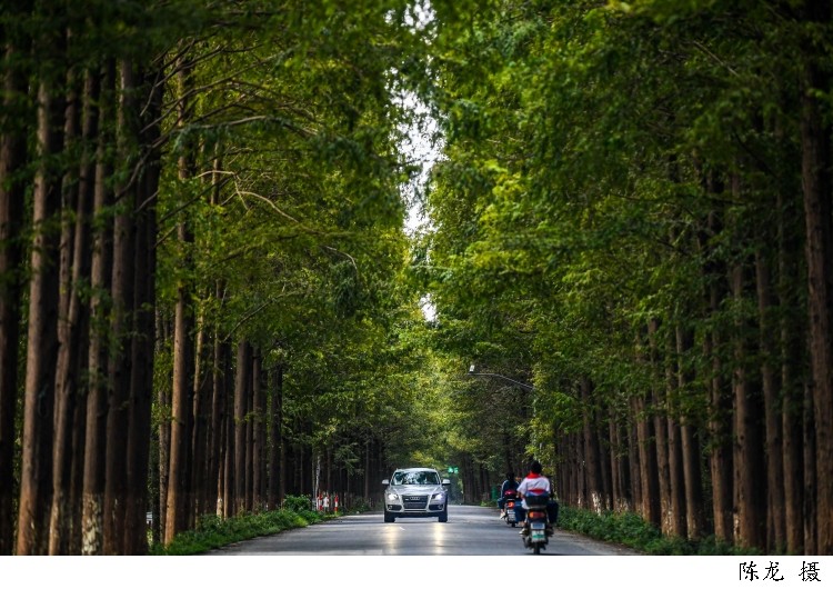 "上海最美公路"让你一路美,一路醉,去临港塘下公路自驾或骑行,感受