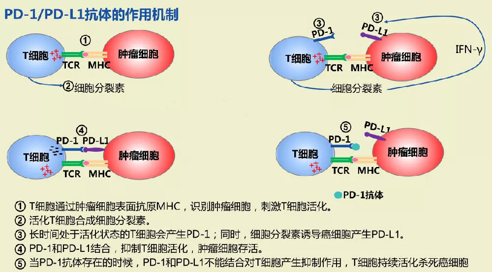 癌症治疗的未来之星"免疫疗法?究竟是肿瘤的克星还是一场闹剧