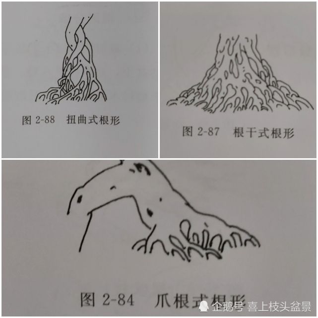 盆景中那些野趣十足的根部形态