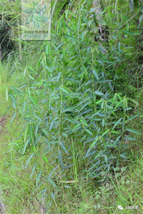 【原形态】 药丸序号标题 舞草(《酉阳杂俎》) 小灌木,高达1.5米.