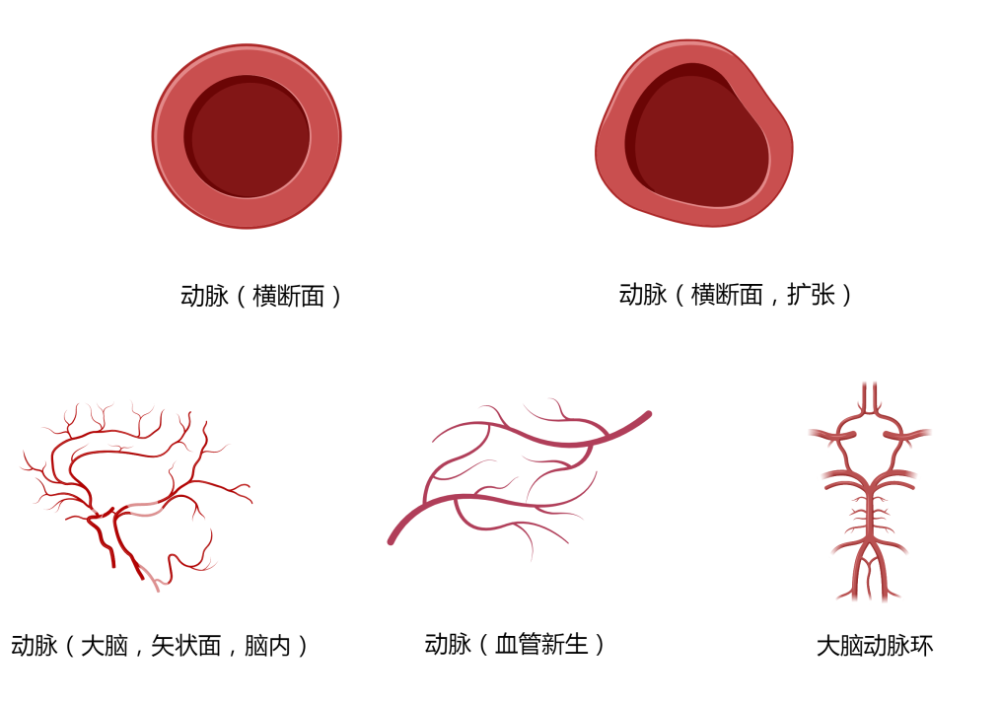 心血管系统高清矢量图汇总心内科医生必备