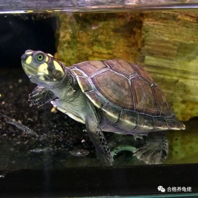 怎么解决龟的"水蛋"问题?