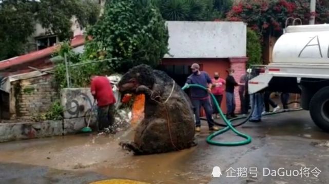 比人还高下水道惊现巨型老鼠惊悚模样吓坏民众