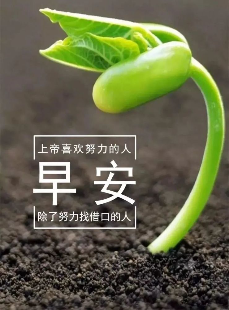 2020最漂亮早上好问候图片鲜花带字 最美早安问候图片