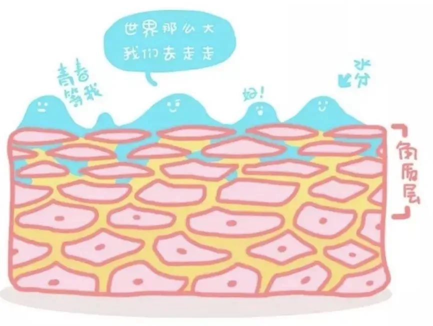 皮肤其实不缺水你信吗