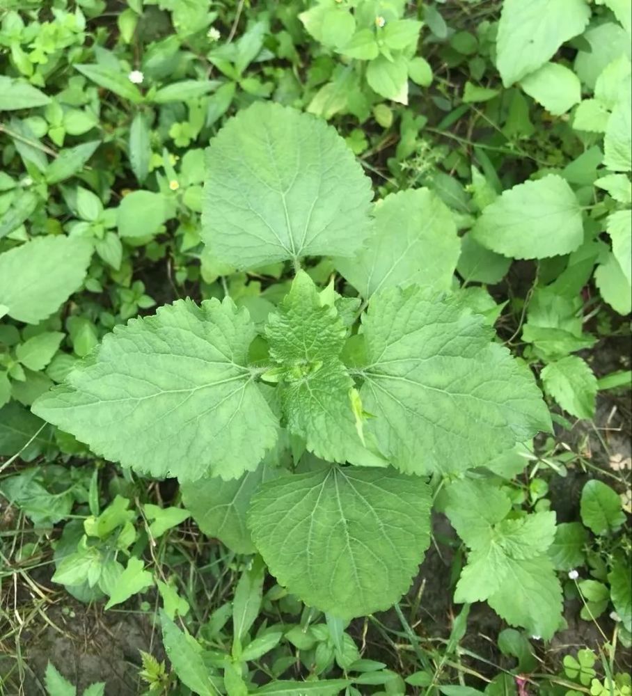 这草药既可治胃溃疡又可治小腿溃疡还可治扭伤肿痛