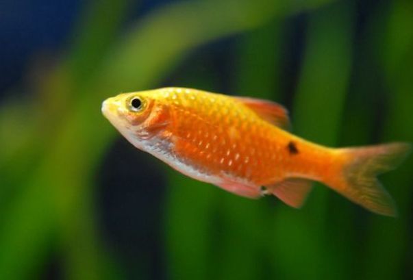 梦境的隐喻，解梦梦见鱼在地上被别的动物吃，我想救