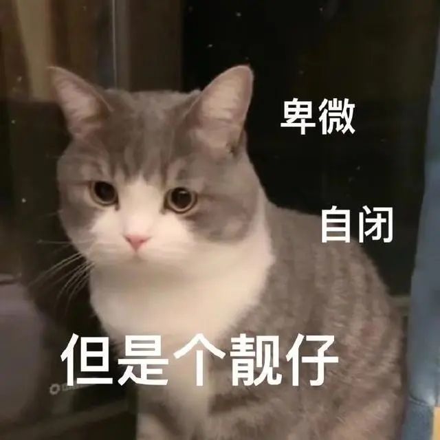 猫咪表情包我就是这么拽