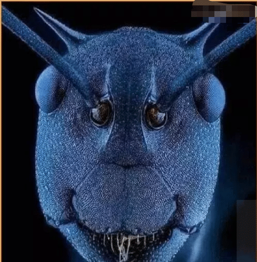 电子显微镜下蚂蚁的脸,有啥想说的?哈哈哈还挺可爱