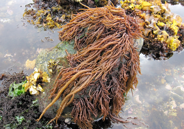 荒野维生野菜系列——海萝