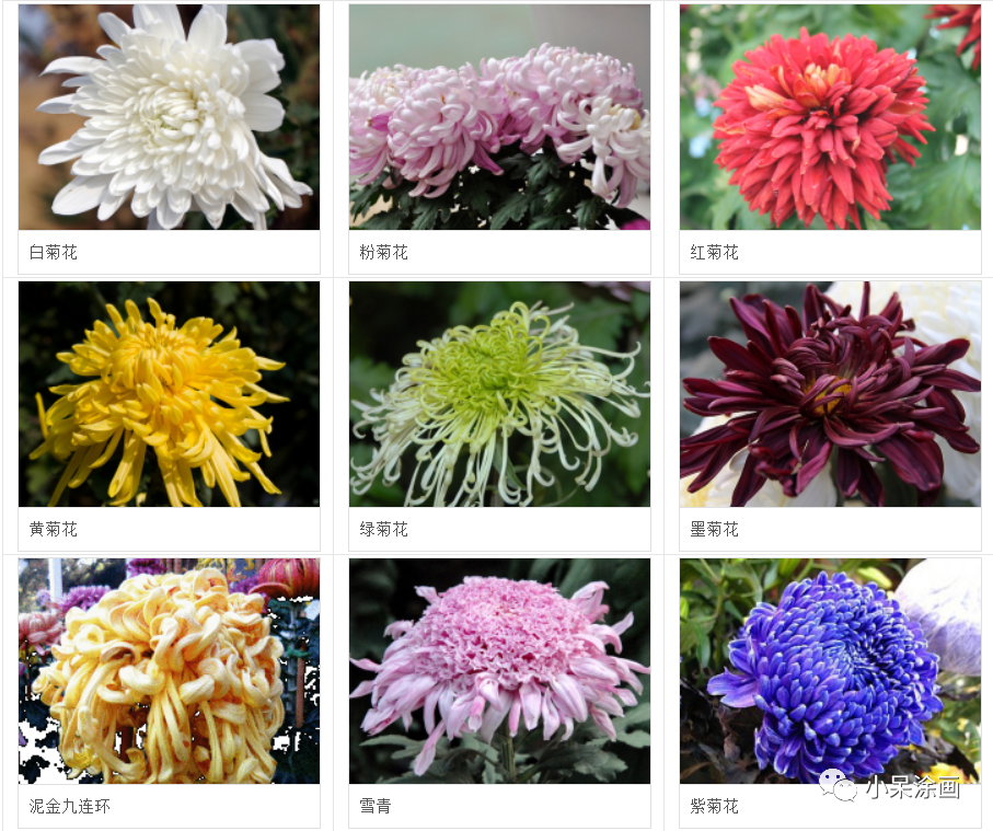 观察图片,看看不同品种的菊花花瓣形状都一样吗? 长得像什么?