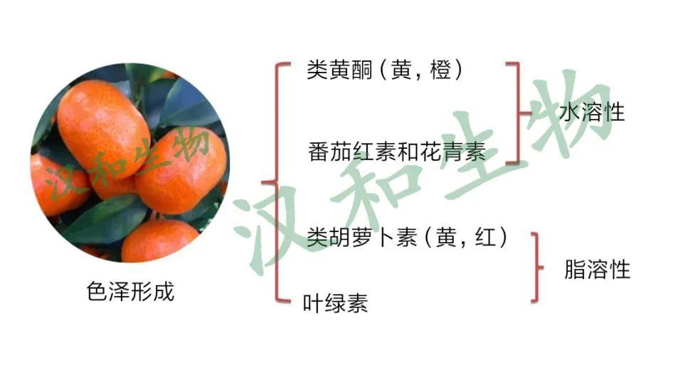 莫志南—柑橘果实的成熟生理与果品调控