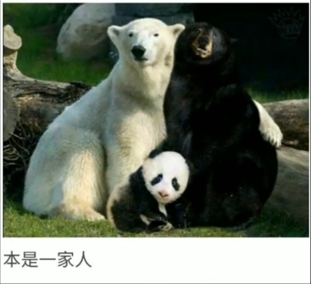 搞笑趣图:原来大熊猫是这样来的!