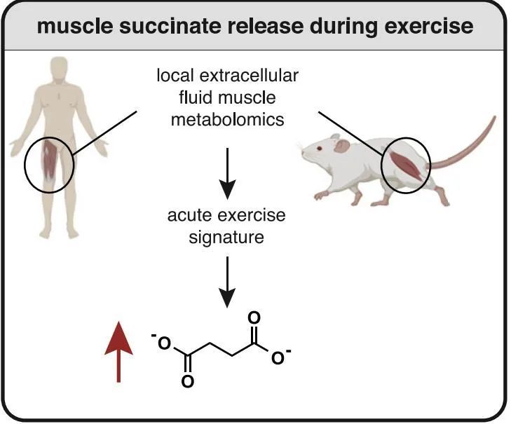 ni博士团队题为"ph-gated succinate secretion regulates muscle