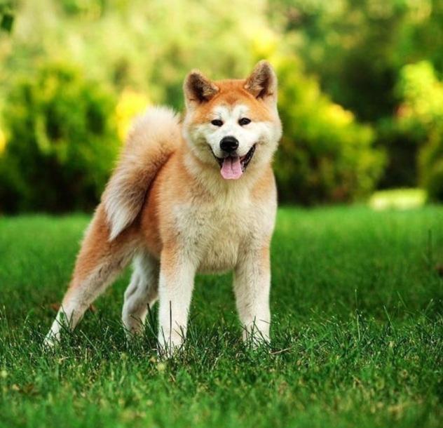 笑容极具治愈系的秋田犬让人太爱了可你真的适合饲养它吗