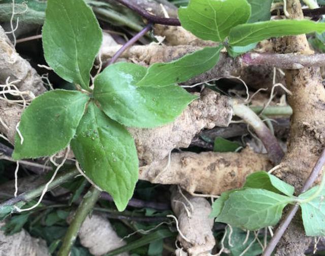 1种植物叶片少根茎却发达人称四叶参遇到请珍惜