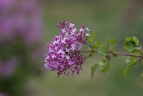 丁香花的花语