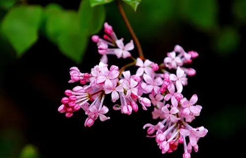 丁香花的花语