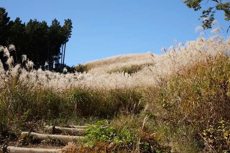 黄金色的芒草,让秋天多了份文艺的风情,日本国内最美芒草名所