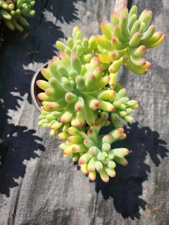 多肉植物乙女心造型可爱小清新,大棚主教你这样做,叶片透亮侧芽生长快