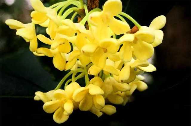 李商隐最美的桂花是:桂花吹断月中香