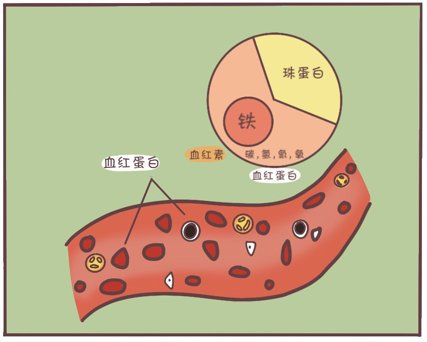 红枣,红糖能补铁吗?告别贫血,教你正确的补铁方法