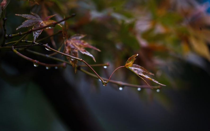 【诗词鉴赏】夜雨听秋 往事如烟,十首夜雨诗词,让你爱上深秋夜雨时!