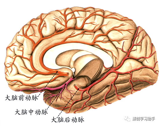 大脑后动脉向两侧走行,环绕大脑脚至小脑幕表面,分支供应颞叶和枕叶.