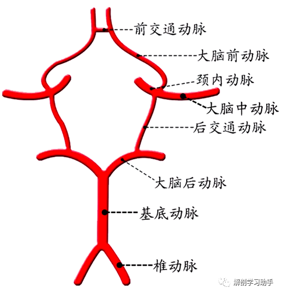 大脑动脉环静脉脑的静脉通过复杂的深部和浅表静脉系统回流,其特点是