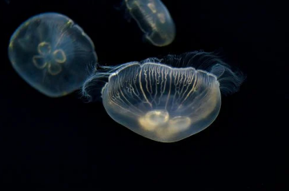 十二星座近日最佳运势大盘点插图