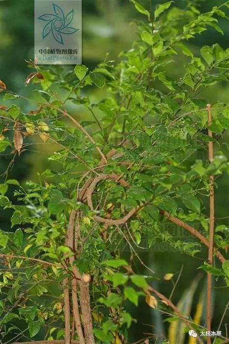 别名白花藤,银花藤,四季素馨花