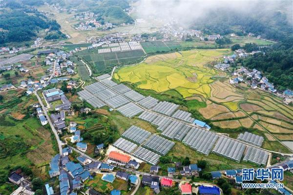 这是9月27日拍摄的贵州省遵义市播州区枫香镇花茂村(无人机照片).