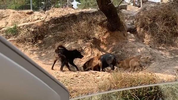 西班牙一家废弃农场内动物自相残杀 饥饿宠物狗捕食活猪