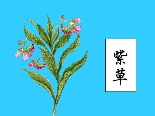 茈草《尔雅,紫丹,紫芙《神农本草经,鸦衔草《本草纲目.