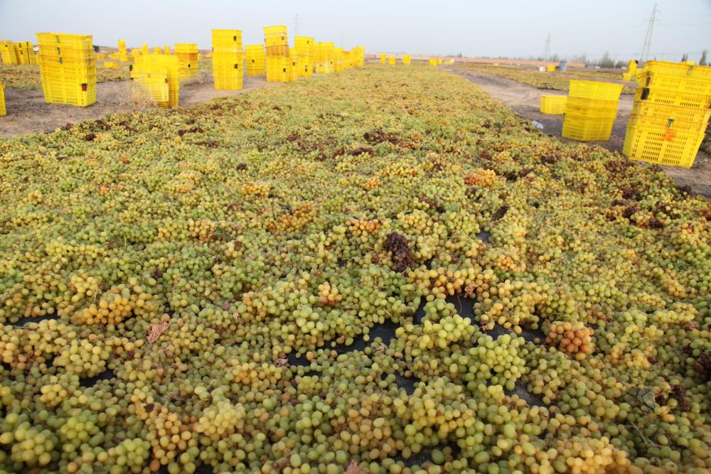 新疆哈密:九月丰收季,戈壁滩上晒葡萄