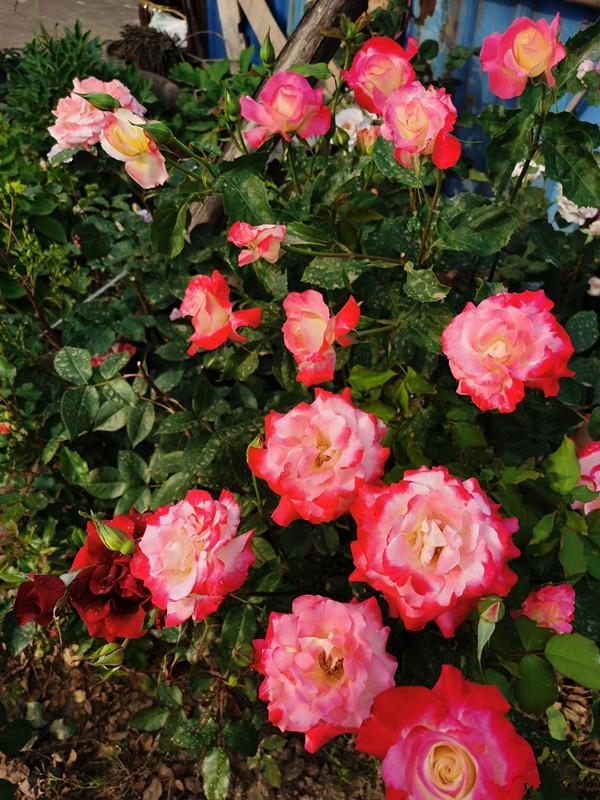 经典月季品种—红双喜,花大色艳香浓,四季勤开花,盆栽