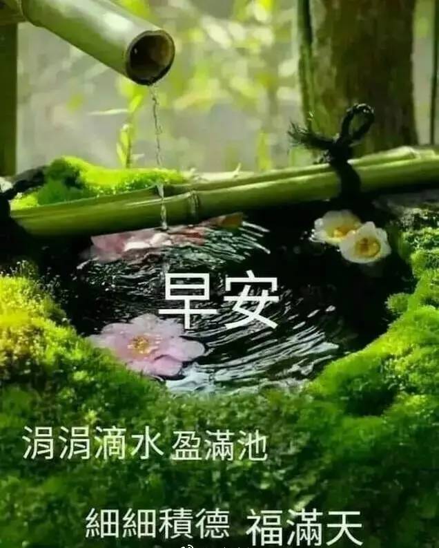非常漂亮的早上好动态鲜花图片,早安问候祝福语句图片