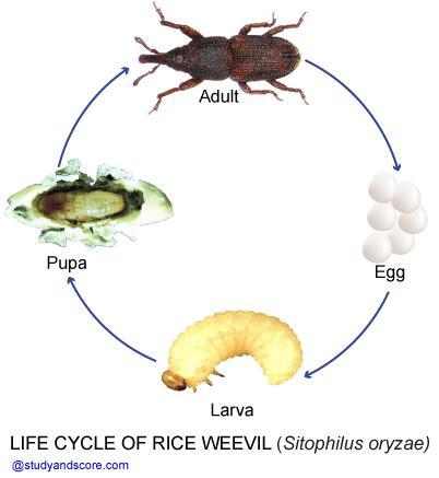 恶心的大米甲虫,一开始就躲在了米粒里,我们吃的饭中就有虫卵?