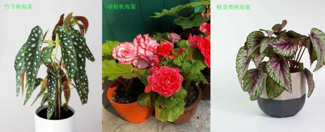 秋海棠四大种类囊括所有常见品种,蟆叶秋海棠和竹节秋