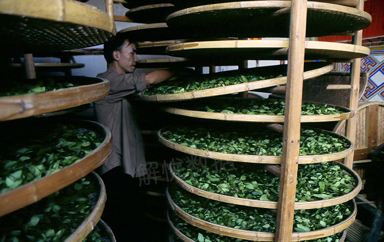 烧炉起火,在苏家小院的西厢,把经过晾青的茶叶放入炒