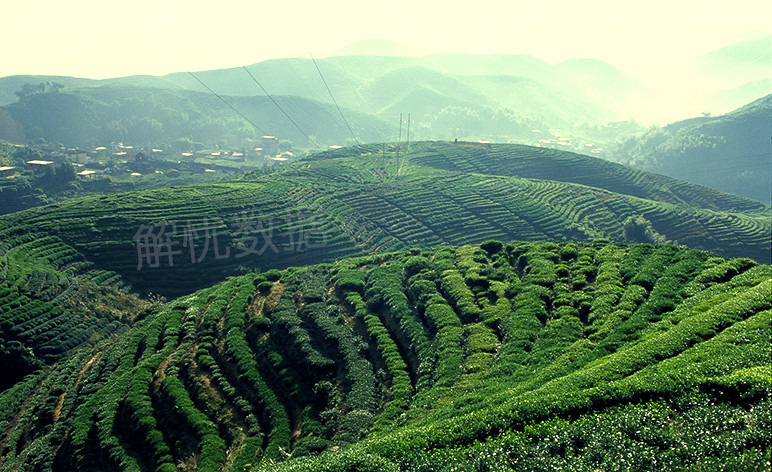 安溪茶山